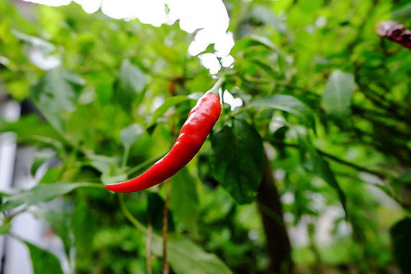 포토 JPG 해외이미지 나무 식물 음식 잎 농업 채소 자연 고추 피망 건강 사람없음 빨간색 초록색 농장 정원 맑음 수확 성장 신선 뜨거움 맛 향신료 유기농 원예 매움 후추 내추럴 오리지널 해외202004 해외포토 웰빙 산업 컬러 컨셉 날씨 취미 생태계 향미료 파일형식 이미지허브