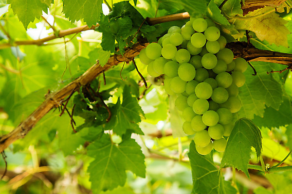 포토 JPG 해외이미지 식물 음식 백그라운드 잎 밭 농업 과일 자연 포도 건강 사람없음 초록색 여름 농장 와인 나뭇가지 신선 포도밭 포도나무 내추럴 해외202004 해외포토 나무 계절 산업 컬러 주류 과일나무 생태계 파일형식 이미지허브