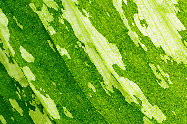 포토 JPG 해외이미지 나무 식물 계절 백그라운드 잎 패턴 자연 벽지 추상 사람없음 초록색 여름 빛 환경 정원 봄 신선 묘사 유기농 질감 정맥 내추럴 생태학 해외202004 해외포토 웰빙 교육 컬러 무늬 생태계 혈관 파일형식 이미지허브