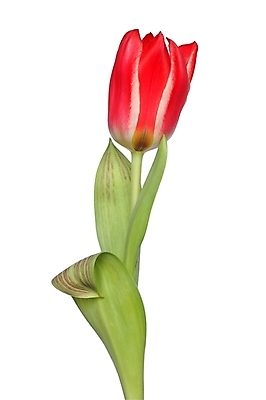 포토 JPG 해외이미지 식물 꽃잎 꽃 잎 사람없음 빨간색 봄 튤립 4월 고립 해외202004 해외포토 계절 컬러 날짜 파일형식 이미지허브