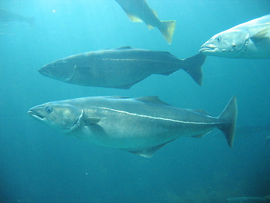 포토 JPG 해외이미지 바다 자연 유리 노르웨이 어류 사람 사람없음 빨간색 물 파란색 반사 수영 게 흰색 장어 쇼 수족관 해외202004 해외포토 자연요소 유럽 컬러 재질 갑각류 수중동물 수상스포츠 생태계 파일형식 이미지허브