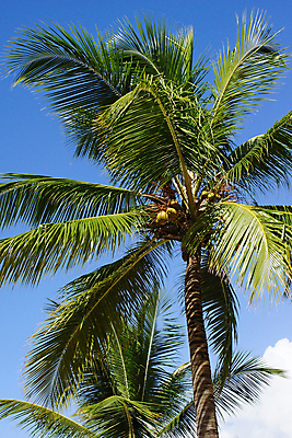 포토 JPG 해외이미지 나무 식물 여행 자연 휴가 손바닥 사람없음 야외 여름 농작물 야자수 농장 코코넛 도미니카공화국 서인도제도 해외202004 해외포토 손 계절 농업 과일 남아메리카 생태계 파일형식 이미지허브