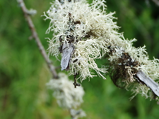 포토 JPG 해외이미지 주간 나무 식물 공원 호수 여행 캐나다 북아메리카 자연 하늘 이끼 사람없음 야외 초록색 물 갈색 개울 숲 암초 침엽수 해외202004 해외포토 자연요소 공공시설 컬러 아메리카 강 생태계 파일형식 이미지허브