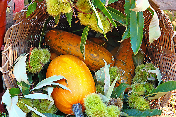 포토 JPG 해외이미지 계절 음식 농업 채소 과일 자연 호박 씨앗 사람없음 목재 장식 초록색 컬러풀 갈색 노란색 바구니 견과류 껍질 가을 흰색 가시 배열 유기농 날카로움 박 스쿼시 내추럴 해외202004 해외포토 나무 식물 웰빙 산업 스포츠 컬러 재료 구기 생태계 파일형식 이미지허브