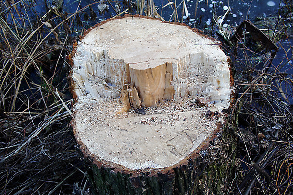 포토 JPG 해외이미지 자연 이끼 사람없음 목재 물 반사 침묵 재활용 죽음 숲 자르기 생태계 자원 잡동사니 종료 부스러기 삼림지대 썩음 착취 톱밥 해외202004 해외포토 자연요소 나무 재료 모션 소리 가루 친환경 파일형식 이미지허브