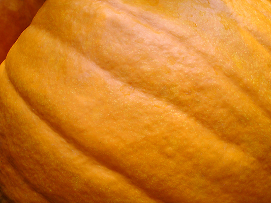 포토 JPG 해외이미지 식물 계절 음식 줄기 잎 농업 채소 오렌지 과일 자연 호박 건강 풍경 사람없음 여름 농작물 농장 정원 할로윈 수확 시골 박 내추럴 밭일 숙성 채식주의자 비건 해외202004 해외포토 산업 생태계 채식 파일형식 이미지허브