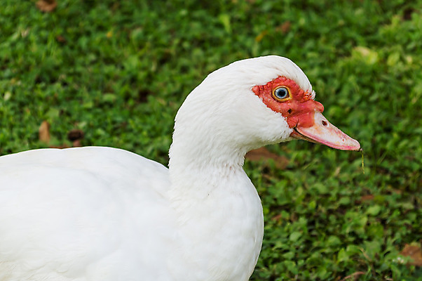 포토 JPG 해외이미지 동물 응시 음식 농업 발 자연 조류 오리 사람없음 야외 빨간색 농장 농경지 머리 가축 흰색 시골 깃털 부리 거위 주둥이 청둥오리 계산서 기르기 동물상 밭일 해외202004 해외포토 시선 산업 컬러 신체부위 조형물 생태계 돌봄 파일형식 이미지허브
