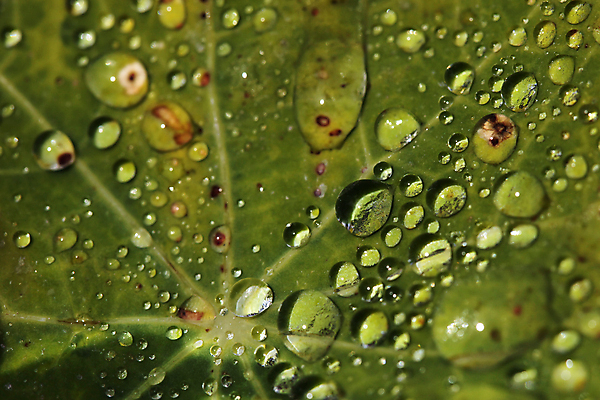 포토 JPG 해외이미지 백그라운드 잎 패턴 자연 추상 사람없음 세로 초록색 물 물방울 닫기 질감 해외202004 해외포토 자연요소 식물 컬러 무늬 모션 생태계 파일형식 이미지허브