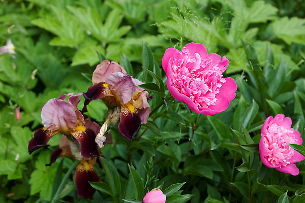 포토 JPG 해외이미지 식물 계절 꽃 자연 사람없음 야외 정원 봄 벚꽃 해외202004 해외포토 생태계 파일형식 이미지허브