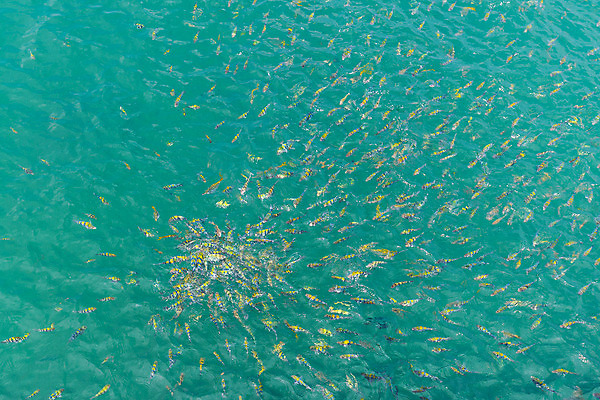 포토 JPG 해외이미지 동물 음식 파도 바다 태국 생물 어류 사람없음 초록색 물 노란색 수영 연못 만 그룹 군중 작음 속도 싸움 태평양 팩 깊이 수유 인구 해외202004 해외포토 자연요소 아시아 컬러 모션 사람 수중동물 화장품 수상스포츠 크기 파일형식 이미지허브
