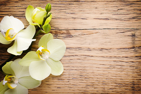 포토 JPG 해외이미지 식물 꽃잎 꽃 줄기 분홍색 백그라운드 자연 사람없음 스파 침묵 봄 난초 오브젝트 장면 해외202004 해외포토 계절 컬러 소리 생태계 파일형식 이미지허브