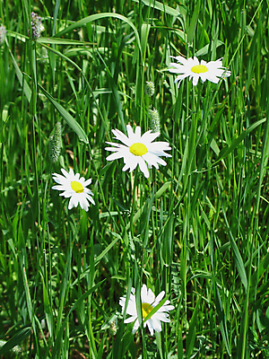 포토 JPG 해외이미지 식물 꽃 선 잎 밭 자연 사람없음 초록색 노란색 정원 흰색 유기농 해외202004 해외포토 웰빙 컬러 농업 생태계 파일형식 이미지허브