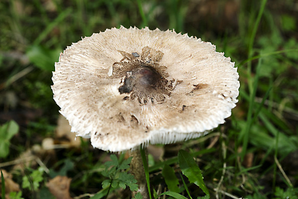 포토 JPG 해외이미지 전통 접시 음식 패턴 채소 동화 육류 돼지고기 스테이크 요리 사람없음 갈색 와인 버섯 샐러드 게임 시골 양념 숲 바비큐 허브 향신료 잔치 레시피 프랑스어 치커리 해외202004 해외포토 식물 문자 식기 컬러 무늬 식재료 놀이 주류 서양음식 향미료 파일형식 이미지허브