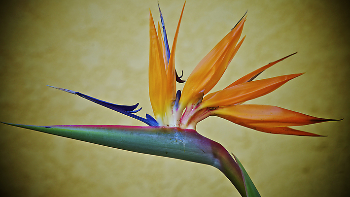 포토 JPG 해외이미지 식물 꽃잎 꽃 벽 곤충 백그라운드 잎 오렌지 아프리카 조류 왕관 주택 사람없음 초록색 파란색 머리 보라색 배열 윤곽 남쪽 고립 마다가스카르 인기 파라다이스 해외202004 해외포토 동물 나라 컬러 과일 건물 신체부위 방향 파일형식 이미지허브