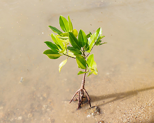 포토 JPG 해외이미지 나무 식물 호수 모래 바다 줄기 백그라운드 잎 공장 태국 자연 조류 열대 풍경 사람없음 초록색 물 파란색 햇빛 반사 침묵 나뭇가지 만 습지 숲 뿌리 점토 남쪽 석호 내추럴 해외202004 해외포토 자연요소 동물 아시아 컬러 공업 태양 소리 방향 생태계 파일형식 이미지허브