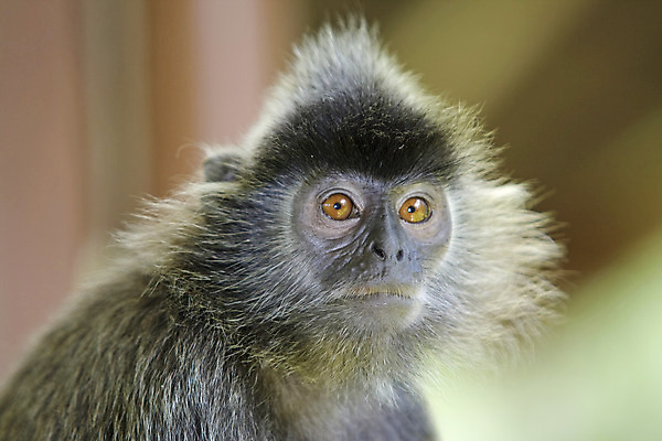 포토 JPG 해외이미지 나무 동물 공원 아시아 여행 잎 놀이 사람없음 강 점프 트래킹 원숭이 은색 숲 수줍음 사파리 말레이시아 숨기 이국적 해외202004 해외포토 식물 공공시설 감정 나라 컬러 포유류 모션 레저 파일형식 이미지허브