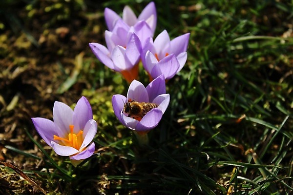 포토 JPG 해외이미지 식물 꽃 꽃무늬 봄꽃 자연 사람없음 정원 봄 벚꽃 내추럴 2월 해외202004 해외포토 계절 무늬 날짜 생태계 파일형식 이미지허브