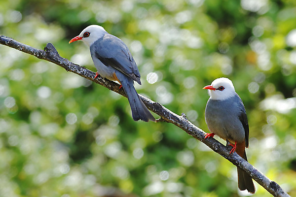 포토 JPG 해외이미지 나무 동물 여자 남자 아시아 얼굴 야생동물 백그라운드 날개 자연 조류 사람없음 야외 목재 가로 초록색 컬러풀 머리 환경 흰색 나뭇가지 막대기 닫기 숲 깃털 꼬리 부리 서식지 생태학 이국적 해외202004 해외포토 식물 교육 나라 컬러 재료 모션 사람 신체부위 생태계 파일형식 이미지허브
