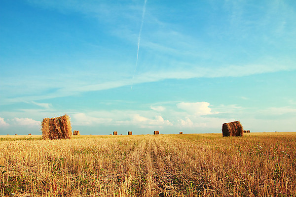 포토 JPG 해외이미지 식물 산업 음식 백그라운드 밭 농업 자연 하늘 풍경 사람없음 야외 여름 농작물 농장 쌓기 우주 가을 시골 원형 황금 볏짚 낟알 땅 자르기 롤 패키지 밀짚 내추럴 강렬 밭일 해외202004 해외포토 도형 계절 모션 짚 생태계 파일형식 이미지허브