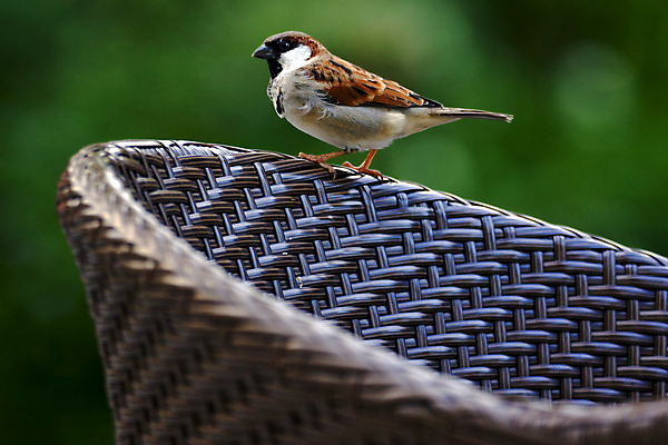 포토 JPG 해외이미지 동물 학생 선 모래 여행 곡선 의자 자연 조류 휴가 멕시코 오리 그림자 사람없음 옆모습 초록색 갈색 노란색 금속 검은색 회색 흰색 점 얼룩 구멍 티켓 황금 철 버너 깃털 코 신호 참새 붓꽃 까마귀 해외202004 해외포토 꽃 뷰포인트 컬러 가구 북아메리카 재질 신체부위 생태계 파일형식 이미지허브
