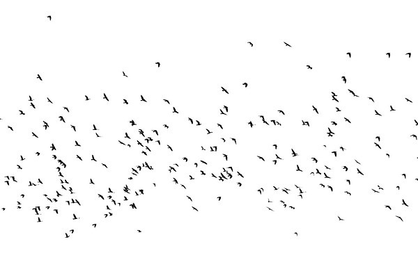 포토 JPG 해외이미지 동물 실루엣 야생동물 여행 백그라운드 모션 자연 조류 하늘 바람 사람없음 야외 공중 빛 환경 검은색 봄 꿈 자유 흰색 비행 그룹 황무지 비둘기 상승 까마귀 고립 무료 많음 해외202004 해외포토 자연요소 계절 컬러 컨셉 날씨 촬영기법 생태계 파일형식 이미지허브