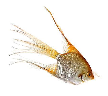 포토 JPG 해외이미지 동물 모션 어류 사람없음 반려동물 검은색 수영 흰색 꼬리 지느러미 수족관 고립 해외202004 해외포토 컬러 수중동물 수상스포츠 파일형식 이미지허브