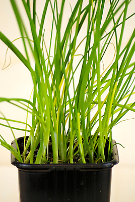 포토 JPG 해외이미지 식물 라이프스타일 계절 음식 잎 다이어트 채소 재료 자연 건강 요리 사람없음 초록색 주방 정원 식사 이탈리아 흰색 신선 양념 맛 냄비 지중해 허브 향신료 준비 유기농 날것 아로마 레시피 내추럴 바이오 생식 정물화 채식주의자 비건 해외202004 해외포토 웰빙 유럽 바다 컬러 컨셉 생활 솥 그림 생태계 채식 향미료 파일형식 이미지허브