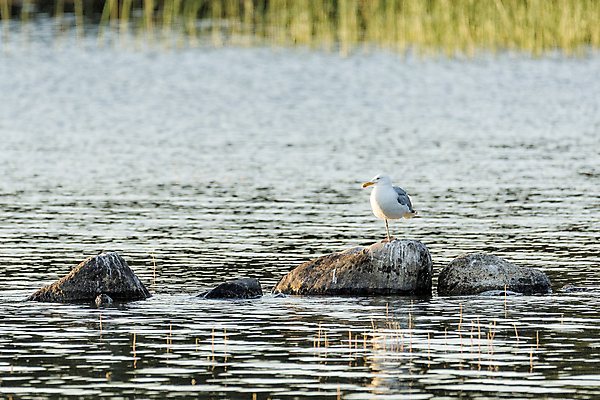 포토 JPG 해외이미지 동물 1 호수 조류 서기 사람없음 물 바위 싱글 암초 해외202004 해외포토 자연요소 모션 돌_바위 파일형식 이미지허브