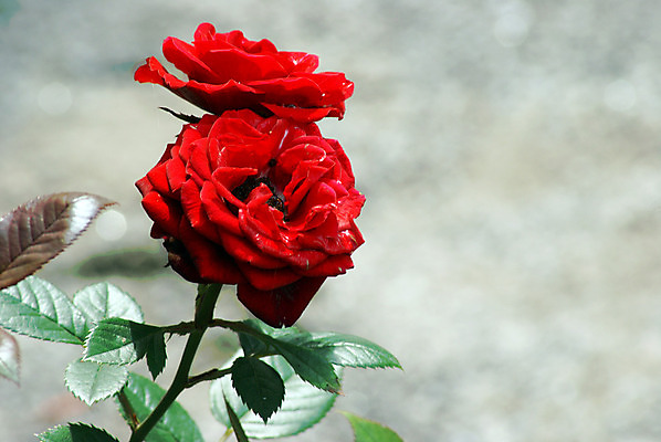 포토 JPG 해외이미지 식물 계절 꽃잎 꽃 줄기 백그라운드 잎 2 꽃무늬 자연 아침 발렌타인데이 선물 사랑 사람없음 장식 빨간색 초록색 장미 정원 봄 활발 벚꽃 신선 오픈 쌍 우아함 닫기 꽃집 원예 아로마 열정 스타일 완전 해외202004 해외포토 주간 감정 컬러 컨셉 무늬 모션 데이이벤트 취미 상점 생태계 파일형식 이미지허브