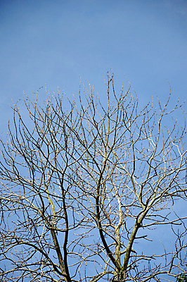 포토 JPG 해외이미지 나무 식물 1 계절 줄기 백그라운드 잎 꽃무늬 자연 하늘 추상 건조 사람없음 야외 목재 장식 갈색 환경 펼침 성장 가을 나뭇가지 죽음 막대기 숲 시작 싱글 유기농 질감 뿌리 나무껍질 내추럴 벌거벗은 생태학 옛날 처음 생존 해외202004 해외포토 웰빙 교육 꽃 컬러 무늬 재료 모션 껍질 생태계 파일형식 이미지허브