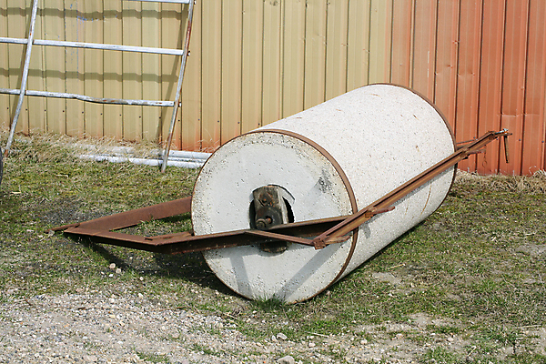 포토 JPG 해외이미지 농업 사람없음 농장 장비 공구 시골 업무 부식 롤러 무거움 기어 밭일 실린더 옛날 해외202004 해외포토 산업 도구 작업 무게 파일형식 이미지허브