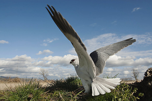 포토 JPG 해외이미지 동물 유럽 야생동물 날개 포유류 아프리카 자연 조류 앉기 사람없음 야외 회색 나뭇가지 스페인 보호 깃털 연 생물학 부리 육식동물 사냥꾼 남쪽 내추럴 경보 동물상 발톱 해외202004 해외포토 나무 직업 교육 나라 컬러 컨셉 모션 발 조형물 놀이용품 방향 생태계 파일형식 이미지허브