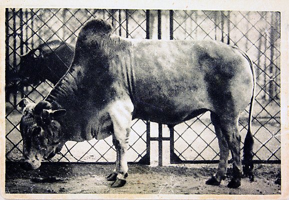 포토 JPG 해외이미지 일러스트 미술 사람없음 글로벌 수확 골동품 인사 신용카드 그리기 역사 재산 수집 그림 복고 특별함 해외202004 해외포토 컨셉 농업 모션 문화예술 금융 예절 파일형식 이미지허브