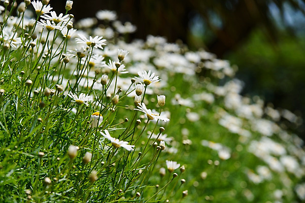 포토 JPG 해외이미지 식물 디자인 계절 공원 꽃잎 꽃 줄기 백그라운드 꽃무늬 밭 자연 건강 사람없음 야외 초록색 파란색 햇빛 태양 약 노란색 정원 맑음 봄 벚꽃 흰색 시골 그룹 허브 묘사 에코 데이지 내추럴 모종 처음 캐모마일 해외202004 해외포토 자연요소 공공시설 컬러 무늬 농업 의학 날씨 환경 생태계 파일형식 이미지허브