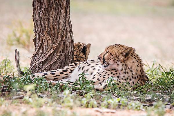 포토 JPG 해외이미지 동물 공원 야생동물 여행 포유류 아프리카 자연 휴가 사람없음 고양이 점 황무지 보호 큼 사파리 속도 육식동물 사냥꾼 멸종 치타 내추럴 남아프리카 사바나 해외202004 해외포토 직업 공공시설 나라 컨셉 반려동물 크기 생태계 파일형식 이미지허브