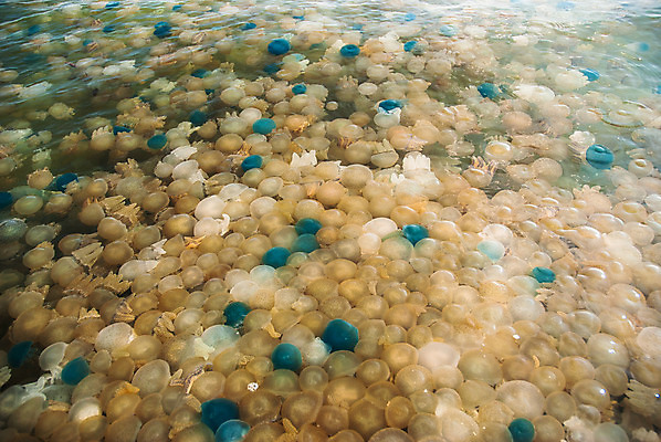 포토 JPG 해외이미지 꽃 호수 바다 섬 종류 어류 사람없음 초록색 물 컬러풀 수중 구멍 해조류 변화 황금 산호 보호 수집 싱크대 생태계 생물학 태평양 암초 젤리 서식지 해파리 생태학 석회암 소금물 인구 해외202004 해외포토 자연요소 식물 교육 컬러 컨셉 디저트 수중동물 암석 해양식물 자포동물 개수대 파일형식 이미지허브