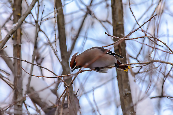 포토 JPG 해외이미지 나무 동물 계절 공원 야생동물 백그라운드 겨울 날개 자연 조류 사람없음 야외 목재 빨간색 컬러풀 갈색 노란색 환경 정원 냉동 검은색 추위 나뭇가지 숲 작음 깃털 서리 부리 내추럴 동물상 휘파람 해외202004 해외포토 식물 공공시설 컬러 재료 조형물 크기 생태계 파일형식 이미지허브