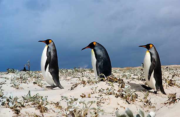 포토 JPG 해외이미지 동물 야생동물 모래 컨셉 자연 조류 하늘 바람 사람없음 야외 추위 대표 남극 리더 펭귄 폭풍 해외202004 해외포토 자연요소 날씨 극지방 생태계 파일형식 이미지허브