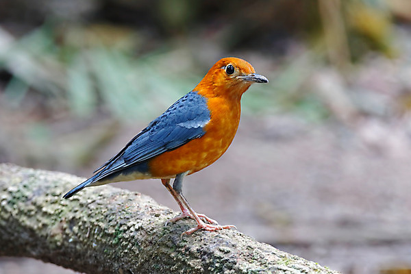 포토 JPG 해외이미지 나무 동물 여자 남자 아시아 얼굴 야생동물 백그라운드 날개 오렌지 자연 조류 사람없음 야외 목재 가로 초록색 컬러풀 머리 환경 나뭇가지 막대기 닫기 숲 깃털 꼬리 부리 서식지 생태학 이국적 해외202004 해외포토 식물 교육 나라 컬러 과일 재료 모션 사람 신체부위 생태계 파일형식 이미지허브