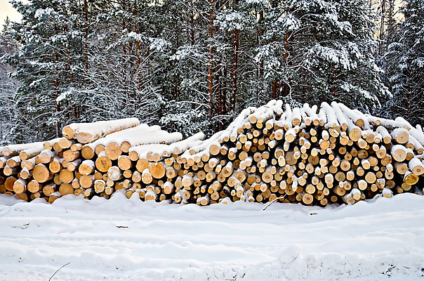 포토 JPG 해외이미지 나무 산업 컨셉 겨울 자연 하늘 사람없음 야외 목재 가로 초록색 갈색 쌓기 흰색 소나무 주식 숲 자르기 날것 통나무 나무껍질 연료 전나무 자작나무 자원 잡동사니 흙더미 내추럴 벌목 생태학 수목 접기 해외202004 해외포토 식물 계절 교육 컬러 재료 모션 금융 흙 껍질 생태계 파일형식 더미 이미지허브