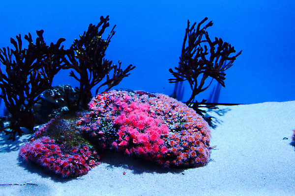 포토 JPG 해외이미지 사람없음 수중 수족관 해외202004 해외포토 파일형식 이미지허브