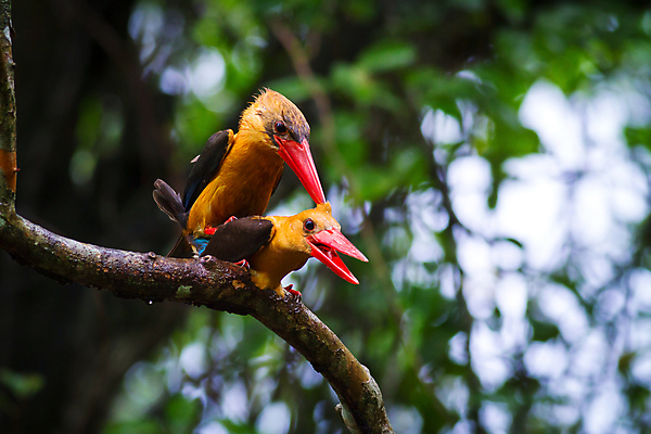 포토 JPG 해외이미지 동물 아시아 야생동물 십자가 태국 자연 조류 사람없음 초록색 컬러풀 갈색 나뭇가지 잡종 녹색배경 짝짓기 물총새 해외202004 해외포토 나무 나라 컬러 백그라운드 생태계 파일형식 이미지허브