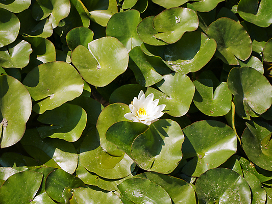포토 JPG 해외이미지 식물 계절 꽃 호수 잎 꽃무늬 자연 연꽃 사람없음 초록색 물 여름 환경 벚꽃 흰색 연못 백합 해외202004 해외포토 자연요소 컬러 무늬 생태계 파일형식 이미지허브