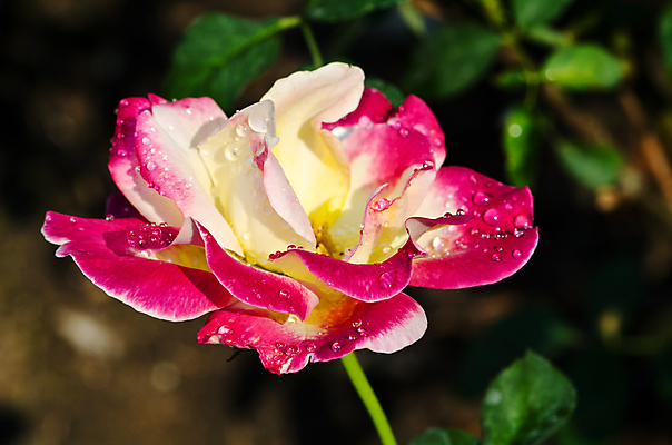 포토 JPG 해외이미지 디자인 꽃잎 꽃 꽃다발 결혼 백그라운드 꽃무늬 자연 결혼식 기념 발렌타인데이 선물 사랑 사람없음 빨간색 장미 우주 정원 벚꽃 물방울 신선 달콤 이슬 다발 심볼 냄새 부드러움 내추럴 완벽 특별함 스타일 해외202004 해외포토 식물 감정 컬러 컨셉 무늬 데이이벤트 이벤트 감각 맛 생태계 파일형식 이미지허브