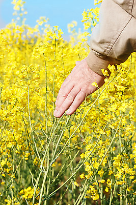 포토 JPG 해외이미지 식물 손 계절 꽃 백그라운드 밭 농업 자연 하늘 풍경 사람없음 야외 초록색 여름 햇빛 태양 농장 농경지 노란색 우주 일출 환경 봄 활발 수확 성장 벚꽃 시골 농부 땅 유채 장면 내추럴 알레르기 넘어짐 효율 수평선 해외202004 해외포토 자연요소 직업 산업 컬러 컨셉 모션 신체부위 노을 질병 생태계 파일형식 이미지허브