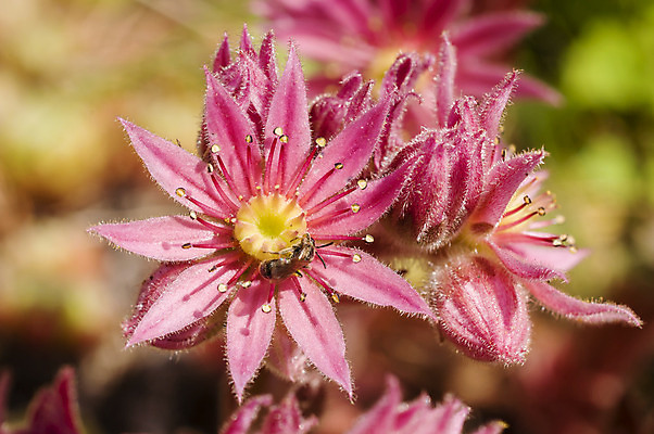 포토 JPG 해외이미지 식물 꽃 분홍색 사람없음 장식 컬러풀 봄 가시 묘사 해외202004 해외포토 계절 컬러 파일형식 이미지허브