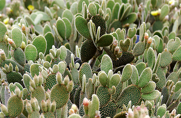 포토 JPG 해외이미지 식물 꽃 백그라운드 잎 꽃무늬 패턴 자연 멕시코 선인장 건조 사람없음 초록색 정원 사막 성장 벚꽃 뜨거움 가시 닫기 척추 질감 날카로움 스파이크 돌봄 이국적 해외202004 해외포토 컬러 북아메리카 무늬 모션 뼈 생태계 파일형식 이미지허브