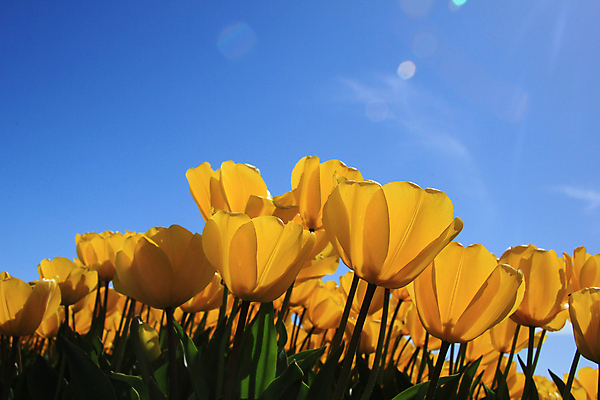 포토 JPG 해외이미지 식물 계절 꽃 꽃다발 컨셉 꽃무늬 밭 전구 자연 하늘 사람없음 초록색 파란색 컬러풀 햇빛 노란색 봄 튤립 성장 신선 네덜란드 내추럴 해외202004 해외포토 유럽 컬러 무늬 농업 태양 생태계 파일형식 이미지허브