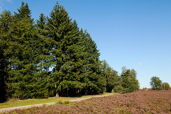 포토 JPG 해외이미지 나무 식물 계절 꽃 분홍색 밭 자연 하늘 사람없음 야외 보라색 벚꽃 모래언덕 네덜란드 해외202004 해외포토 유럽 컬러 농업 언덕 생태계 파일형식 이미지허브