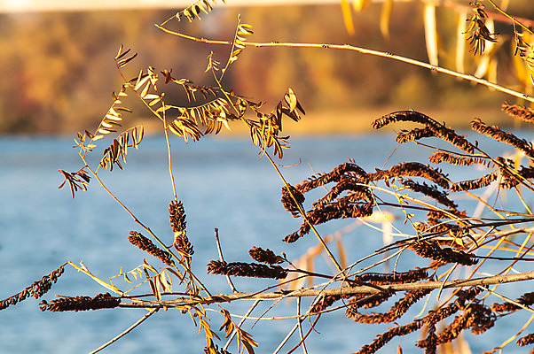 포토 JPG 해외이미지 나무 식물 계절 공원 호수 여행 백그라운드 잎 오렌지 자연 하늘 풍경 사람없음 야외 목재 빨간색 초록색 물 파란색 빛 강 컬러풀 반사 노란색 환경 맑음 침묵 가을 나뭇가지 시골 연못 황금 숲 9월 11월 장면 10월 해외202004 해외포토 자연요소 공공시설 컬러 과일 재료 날씨 소리 날짜 생태계 파일형식 이미지허브
